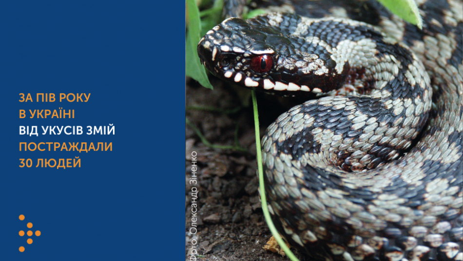 За пів року в Україні від укусів змій постраждали 30 людей