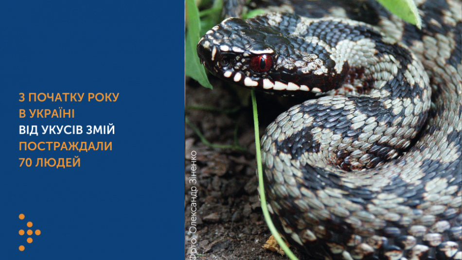 З початку року в Україні від укусів змій постраждали 70 людей