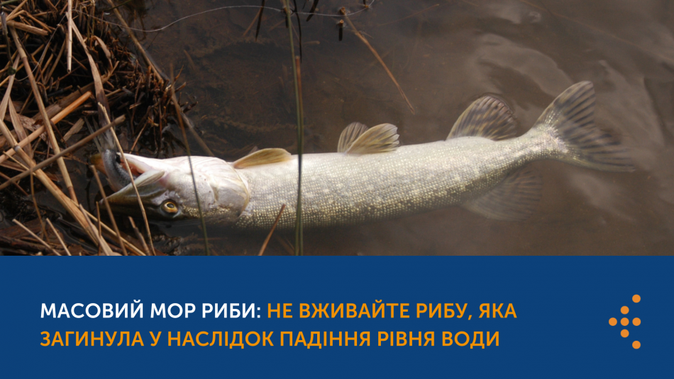 Увага! Не вживайте рибу, яка загинула у наслідок падіння рівня води
