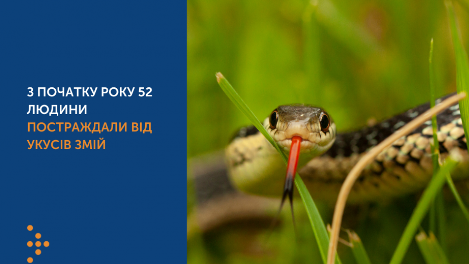 Увага, змії: в Україні з початку року від укусів плазунів постраждали 52 людини