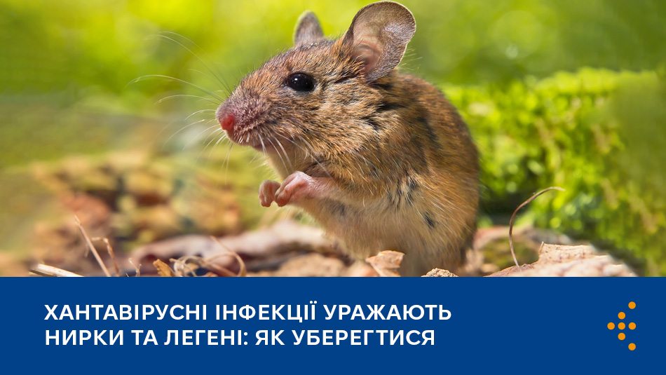 хантавіруси викликають геморагічну гарячку з нирковим синдромом і хантавірусний легеневий синдром
